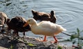 Albino Mallard duckling swims with other chicks Royalty Free Stock Photo