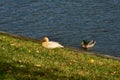 Albino mallard hen with drake