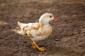 Albino Mandarin Duck (Aix galericulata) in Phoenix Park, Dublin, Ireland Royalty Free Stock Photo