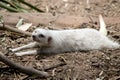 the albino meerkat is resting in the sun Royalty Free Stock Photo