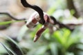 An albino Milk Snake, Albino Tangerine Honduran Milk Snake, also called Lampropeltis triangulum hondurensis, in Vietnam Royalty Free Stock Photo