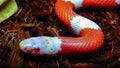 Albino The milk snake or milksnake (Lampropeltis triangulum Royalty Free Stock Photo