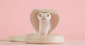 Albino monocled cobra posing in front of pink background Royalty Free Stock Photo