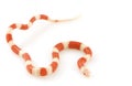 Albino NelsonÃ¯Â¿Â½s Milk Snake Royalty Free Stock Photo