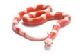 Albino Nelson`s milksnake,Lampropeltis triangulum nelsoni Royalty Free Stock Photo