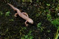 Albino Newt Without Color Pigments Royalty Free Stock Photo