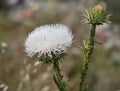 Albino nodding thistle, Carduus nutans albino