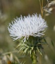 Albino nodding thistle, Carduus nutans albino