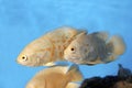 Albino Oscar Cichlid 700061 Royalty Free Stock Photo