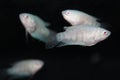 Albino paradise fish (Macropodus opercularis) aquarium fish Royalty Free Stock Photo