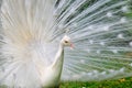 Albino Peacock Royalty Free Stock Photo