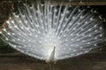 Albino peacock Royalty Free Stock Photo