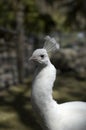 Albino Peacock Royalty Free Stock Photo