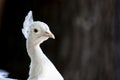 Albino peacock closeup with eye facing viewer. Royalty Free Stock Photo