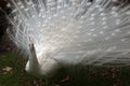 Albino Peacock in mountains outside Adelaide Australia