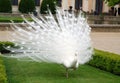 Albino peacock in Prague Royalty Free Stock Photo