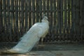 Albino Peacock profile