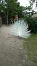 Albino Peacock with white tail feathers spread large looking for a mate Royalty Free Stock Photo