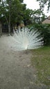 Albino Peacock with white tail feathers spread large looking for a mate Royalty Free Stock Photo