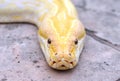 Albino phyton head Royalty Free Stock Photo