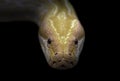 Albino phyton head in the dark Royalty Free Stock Photo