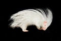 Albino porcupine isolated