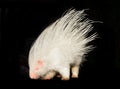 Albino porcupine isolated