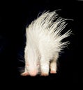 Albino porcupine isolated