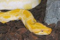 Albino python molurus Royalty Free Stock Photo