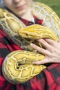 The albino Python molurus snake is a large non-venomous python. Royalty Free Stock Photo