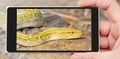 The albino Python molurus snake is a large non-venomous python. Royalty Free Stock Photo