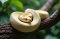 Albino python with red eyes rests coiled on tree branch. Pale yellow serpent with patterned scales shows head with textured skin, Royalty Free Stock Photo