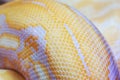 Albino python snake skin texture background close up Royalty Free Stock Photo