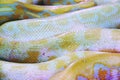 Albino python snake skin texture background close up Royalty Free Stock Photo