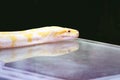 Albino python snake skin texture background close up Royalty Free Stock Photo