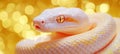 Albino Python Snake with Striking Golden Scales and Red Eyes on a Blurred Golden Background