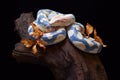 albino python wrapped around a tree trunk