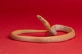 Albino radiated ratsnake on red background. Exotic pet studio shot. Coelognathus radiatus