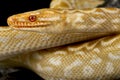 Albino Rainbow Boa (Epicrates cenchria cenchria) Royalty Free Stock Photo