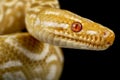 Albino Rainbow Boa (Epicrates cenchria cenchria) Royalty Free Stock Photo