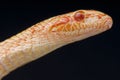 Albino ratsnake / Elaphe dione