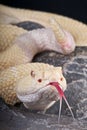 Albino rattlesnake Royalty Free Stock Photo