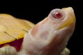 Albino red-eared slider Royalty Free Stock Photo