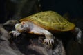 An Albino Red Eared Slider Royalty Free Stock Photo