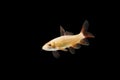 Albino Red-fin Shark fresh water fish Royalty Free Stock Photo