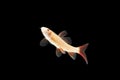 Albino Red-fin Shark fresh water fish Royalty Free Stock Photo