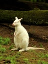 White Red-necked wallaby Macropus rufogriseus