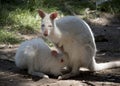 The albino wallaby is feeding her joey Royalty Free Stock Photo