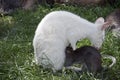 An albino red necked wallaby with her joey Royalty Free Stock Photo