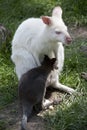 An albino red necked wallaby with her joey Royalty Free Stock Photo